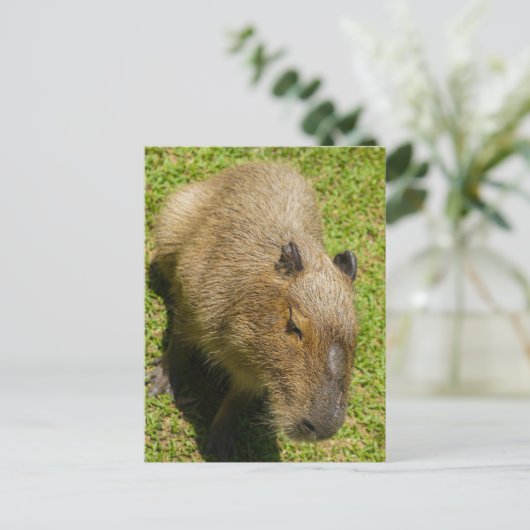 Carte Postale Capybara détendu sur l'herbe verte (Debout devant)