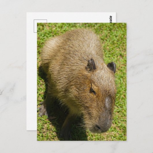 Carte Postale Capybara détendu sur l'herbe verte (Devant / Derrière)