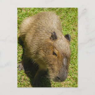 Carte Postale Capybara détendu sur l'herbe verte