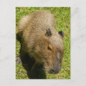 Carte Postale Capybara détendu sur l'herbe verte (Devant)