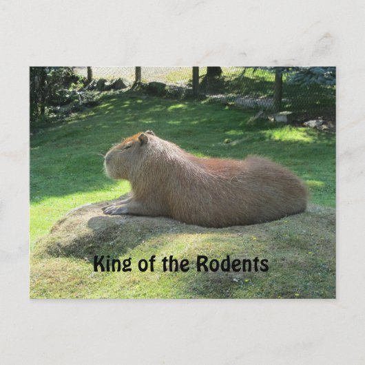 Carte Postale Capybara géant (Devant)