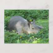 Carte Postale Capybara - Gros rongeur (Devant)