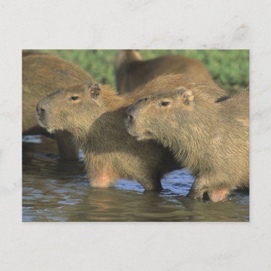 Carte Postale Capybara, Hydrochaeris hydrochaeris), du monde (Devant)
