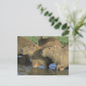 Carte Postale Capybara, Hydrochaeris hydrochaeris), monde (Debout devant)