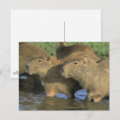 Carte Postale Capybara, Hydrochaeris hydrochaeris), monde (Devant / Derrière)