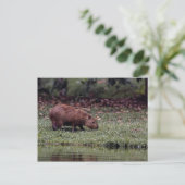 Carte Postale Capybara (Hydrochoerus hydrochaeris) (Debout devant)