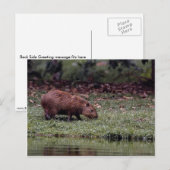 Carte Postale Capybara (Hydrochoerus hydrochaeris) (Devant / Derrière)