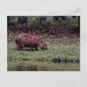 Carte Postale Capybara (Hydrochoerus hydrochaeris)