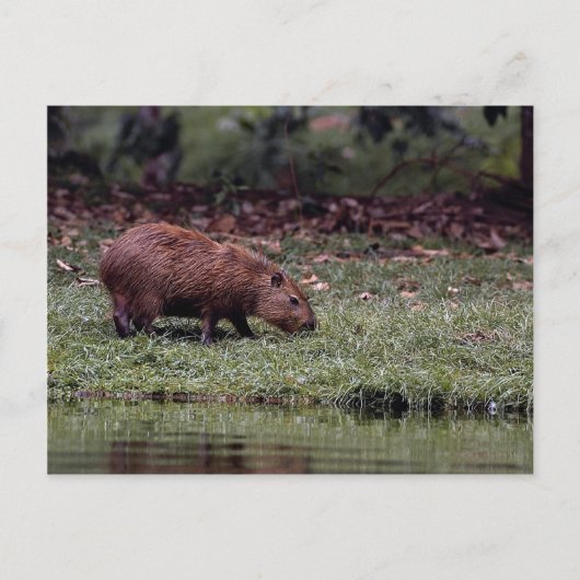 Carte Postale Capybara (Hydrochoerus hydrochaeris) (Devant)