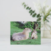 Carte postale Capybara Maman et Son (Debout devant)