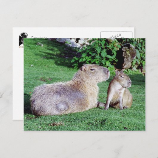 Carte postale Capybara Maman et Son (Devant / Derrière)