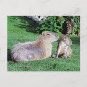 Carte postale Capybara Maman et Son (Devant)