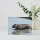 Carte Postale Capybara plongeant dans l'eau (Debout devant)