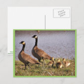Carte Postale Caqueter la couvée d'oies du Canada (Devant / Derrière)