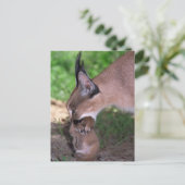 Carte postale - caracal (Debout devant)