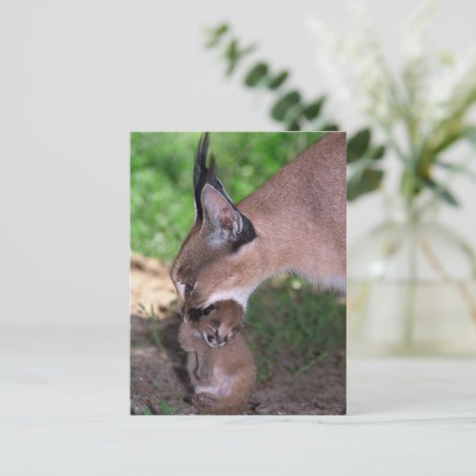 Carte postale - caracal (Debout devant)