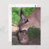 Carte postale - caracal (Devant / Derrière)