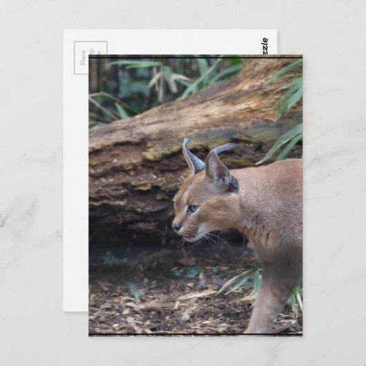 Carte Postale Caracal doux (Devant / Derrière)