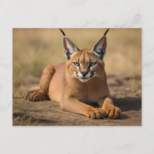 Carte Postale Caracal sur la savane