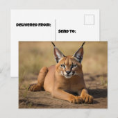 Carte Postale Caracal sur la savane (Devant / Derrière)