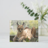 Carte Postale CaracalBCR058 (Debout devant)
