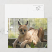 Carte Postale CaracalBCR058 (Devant / Derrière)