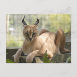 Carte Postale CaracalBCR058