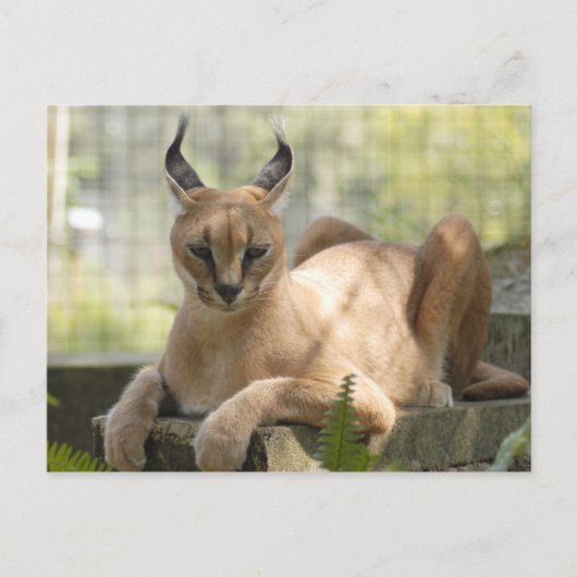 Carte Postale CaracalBCR058 (Devant)
