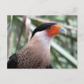 Carte postale Caracara en cage (Devant)
