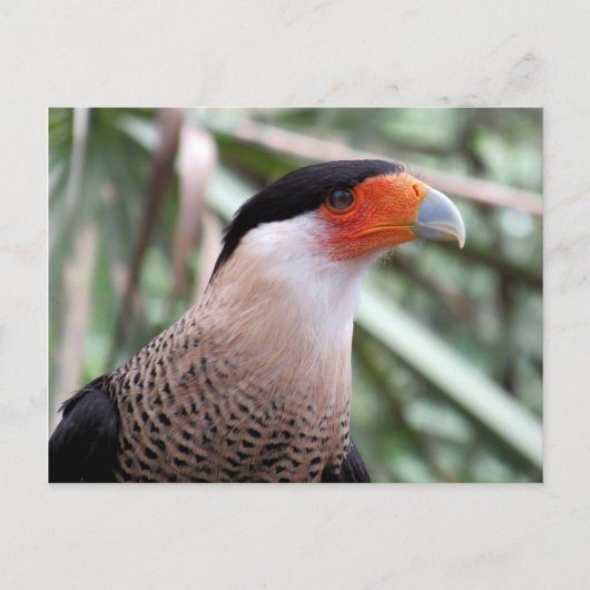 Carte postale Caracara en cage (Devant)