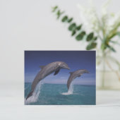 Carte Postale Caraïbes, dauphins Tursiops (Debout devant)