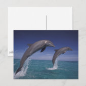 Carte Postale Caraïbes, dauphins Tursiops (Devant / Derrière)