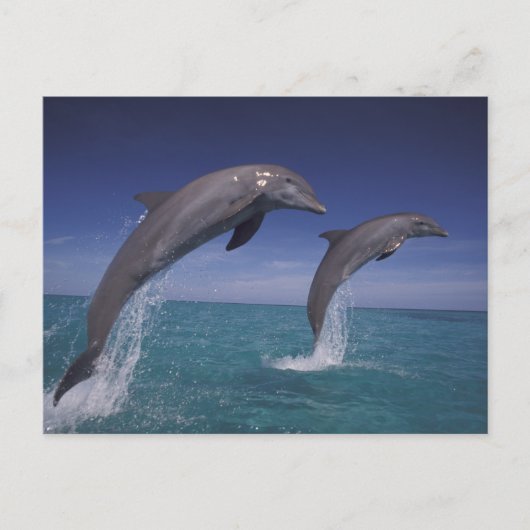 Carte Postale Caraïbes, dauphins Tursiops (Devant)