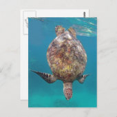 Carte Postale Carapace de Tortue Hawaïenne (Devant / Derrière)