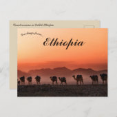 Carte Postale Caravane à chameaux à Dallol Ethiopie (Devant / Derrière)