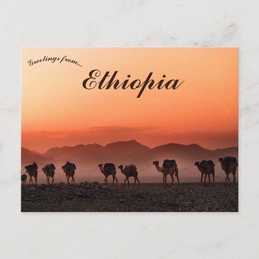 Carte Postale Caravane à chameaux à Dallol Ethiopie (Devant)