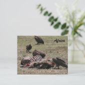 Carte Postale carcasse de vautour (Debout devant)