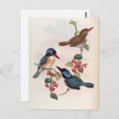 Carte Postale Carcineutes Melanops (Kingfisher à Visage Bleu) (Devant / Derrière)