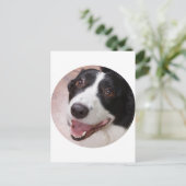 Carte Postale Cardigan Welsh corgi (Debout devant)