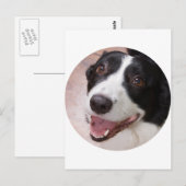 Carte Postale Cardigan Welsh corgi (Devant / Derrière)