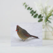 Carte Postale Cardinal (Debout devant)
