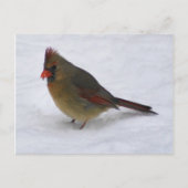 Carte Postale Cardinal (Devant)