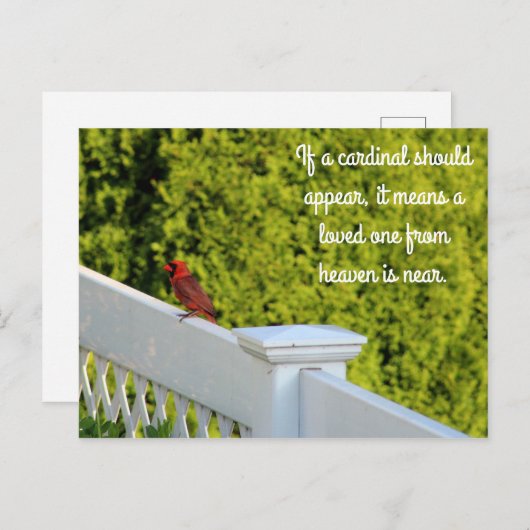 Carte Postale Cardinal (Devant / Derrière)