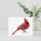 Carte Postale Cardinal (Debout devant)