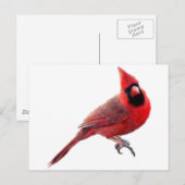 Carte Postale Cardinal (Devant / Derrière)