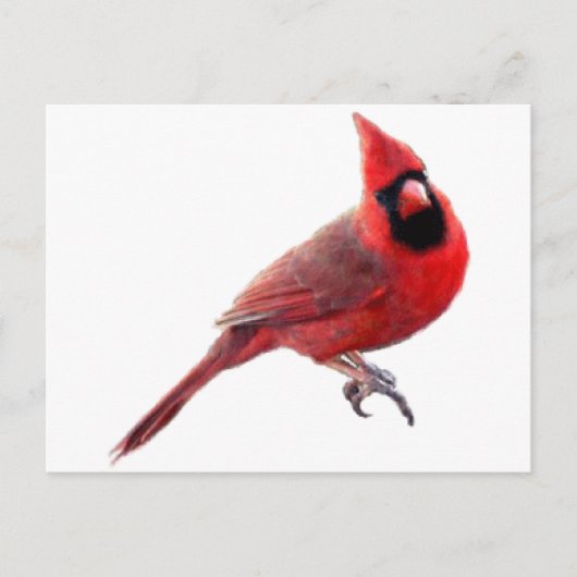 Carte Postale Cardinal (Devant)