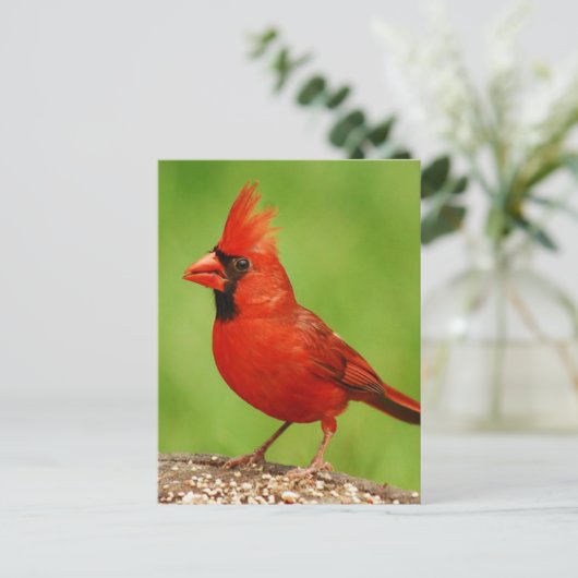 Carte Postale Cardinal (Debout devant)