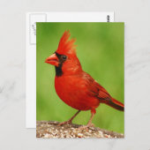 Carte Postale Cardinal (Devant / Derrière)