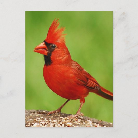 Carte Postale Cardinal (Devant)