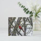 Carte Postale Cardinal (Debout devant)